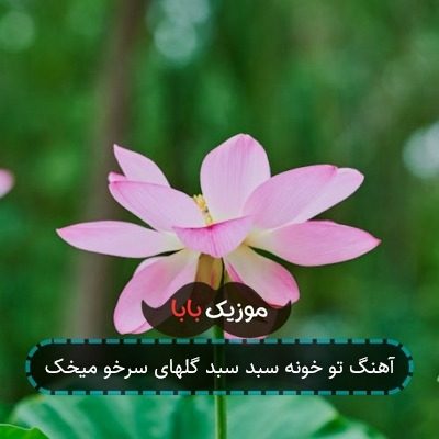 آهنگ تو خونه سبد سبد گلهای سرخو میخک آهنگ تو خونه سبد سبد گلهای سرخو میخک