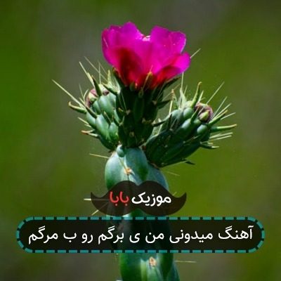 آهنگ میدونی من ی برگم رو ب مرگم آهنگ میدونی من ی برگم رو ب مرگم
