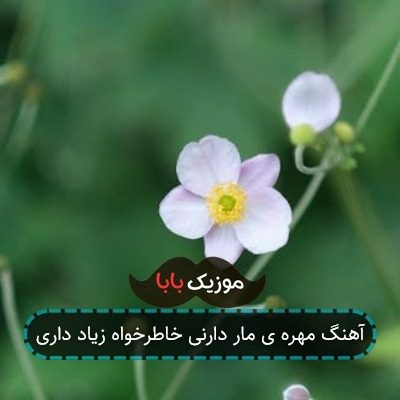 اهنگ مهره مار دارنی خاطرخواه هزار دارنی