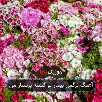 آهنگ نرگس بیمار تو گشته پرستار من