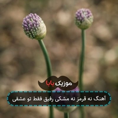 آهنگ نه قرمز نه مشکی رفیق فقط تو عشقی آهنگ نه قرمز نه مشکی رفیق فقط تو عشقی