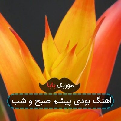 اهنگ بودی پیشم صبح و شب