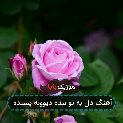 آهنگ دل به تو بنده دیوونه پسنده