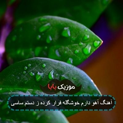 آهنگ آهو دارم خوشگله فرار کرده ز دستم ساسی آهنگ آهو دارم خوشگله فرار کرده ز دستم ساسی