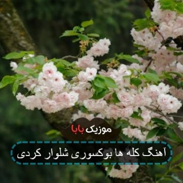آهنگ کله ها بوکسوری شلوار کردی