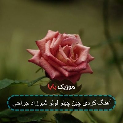 آهنگ کردی چین چینو لولو شیرزاد جراحی آهنگ کردی چین چینو لولو شیرزاد جراحی