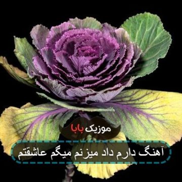 آهنگ دارم داد میزنم میگم عاشقتم آهنگ دارم داد میزنم میگم عاشقتم