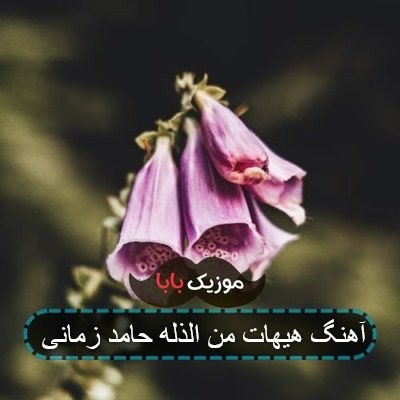 آهنگ هیهات من الذله حامد زمانی آهنگ هیهات من الذله حامد زمانی