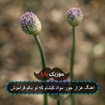اهنگ هزار جور مواد کیشام که تو بکم فراموش