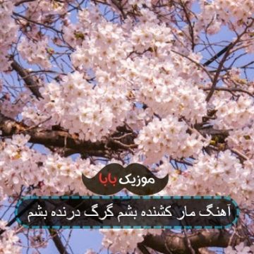 آهنگ می خوام برنده بشم مار کشنده بشم