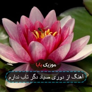 آهنگ از دوری صیاد دگر تاب ندارم آهنگ از دوری صیاد دگر تاب ندارم
