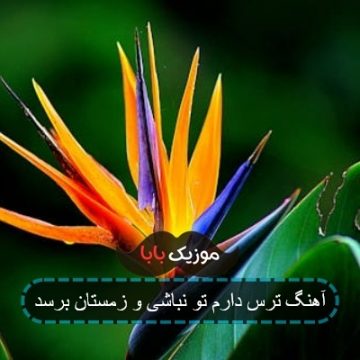 آهنگ ترس دارم تو نباشی و زمستان برسد آهنگ ترس دارم تو نباشی و زمستان برسد