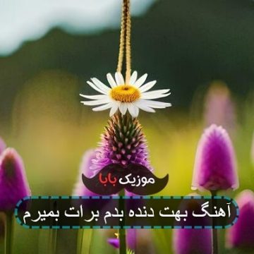 آهنگ بهت دنده میدم برات بمیرم