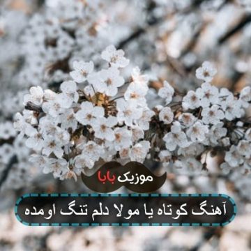 آهنگ تشنه شدی یا به شکار آمده ای