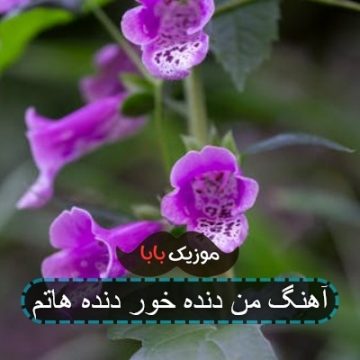 آهنگ دنده خور دنده هاتم