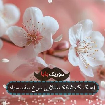آهنگ گنجشکک طلایی سرخ سفید سیاه
