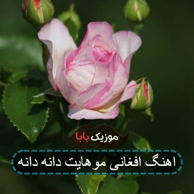 اهنگ افغانی موهایت دانه دانه