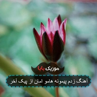 آهنگ زدم پیمونه هامو امان از پیک آخر آهنگ زدم پیمونه هامو امان از پیک آخر