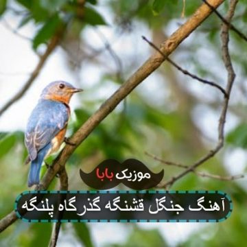 آهنگ جنگل قشنگه گذرگاه پلنگه