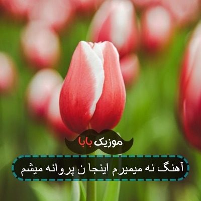 آهنگ نه میمیرم اینجا ن پروانه میشم آهنگ نه میمیرم اینجا ن پروانه میشم