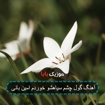 آهنگ گول چشم سیاهشو خوردم امین بانی