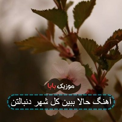 آهنگ حالا ببین کل شهر دنبالتن