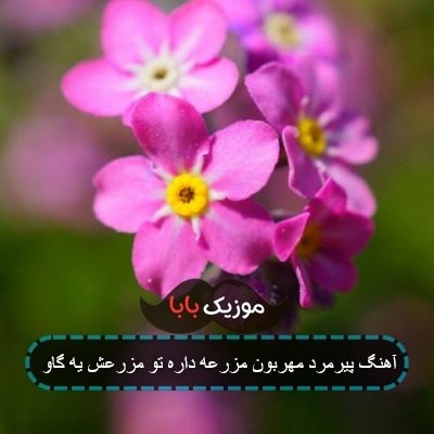 آهنگ پیرمرد مهربون مزرعه داره تو مزرعش یه گاو