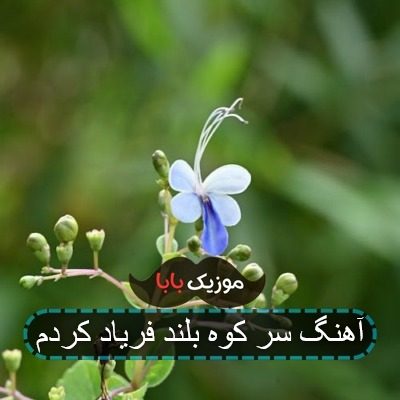 آهنگ علی شیر خدا را یاد کردم