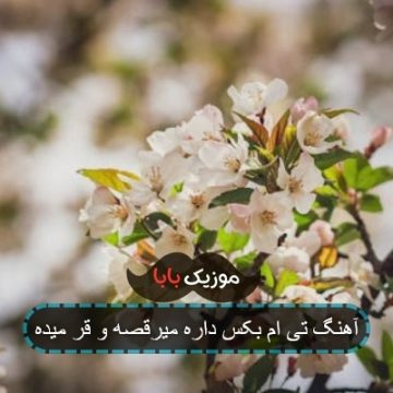 آهنگ تی ام بکس داره میرقصه و قر میده
