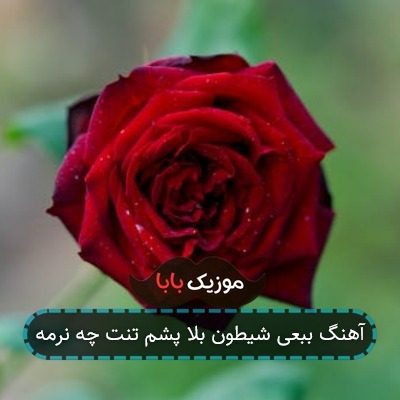 آهنگ ببعی شیطون بلا پشم تنت چه نرمه آهنگ ببعی شیطون بلا پشم تنت چه نرمه