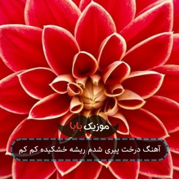آهنگ درخت پیری شدم ریشه خشکیده کم کم آهنگ درخت پیری شدم ریشه خشکیده کم کم