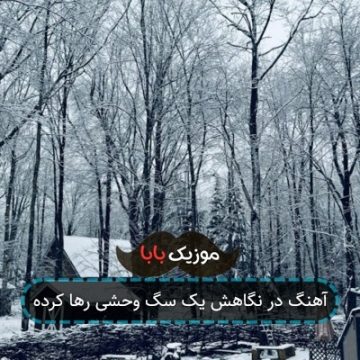 آهنگ در نگاهش یک سگ وحشی رها کرده