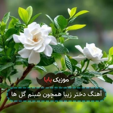 آهنگ دختر زیبا همچون شبنم گل ها