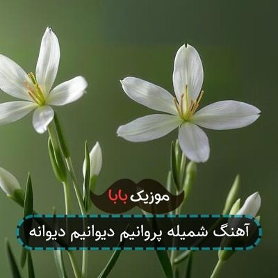 آهنگ شمیله پروانیم دیوانیم دیوانه