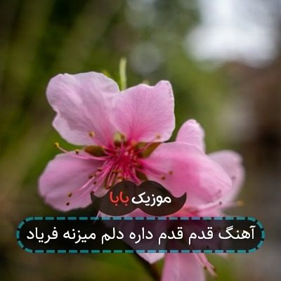 آهنگ قدم قدم داره دلم میزنه فریاد
