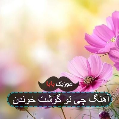 آهنگ چی تو گوشت خوندن آهنگ چی تو گوشت خوندن