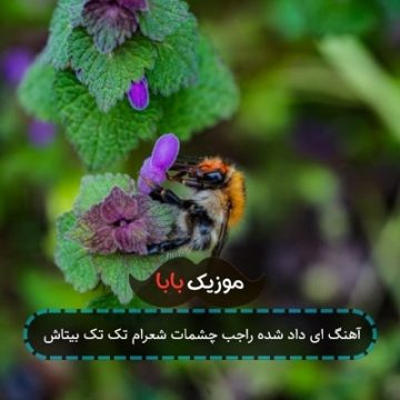 آهنگ ای داد شده راجب چشمات شعرام تک تک بیتاش آهنگ ای داد شده راجب چشمات شعرام تک تک بیتاش