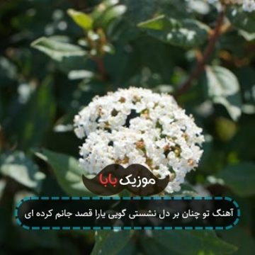 آهنگ تو چنان بر دل نشستی گویی یارا قصد جانم کرده ای