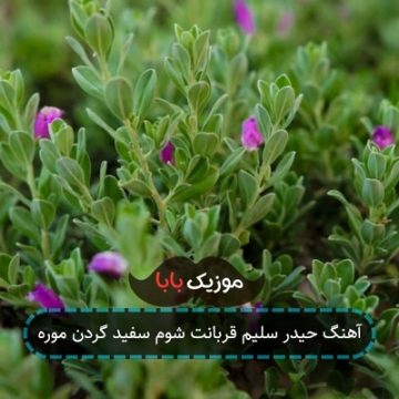 آهنگ حیدر سلیم قربانت شوم سفید گردن موره آهنگ حیدر سلیم قربانت شوم سفید گردن موره