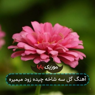 آهنگ گل سه شاخه چیده زود میمیره