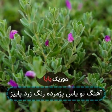 آهنگ تو یاس پژمرده رنگ زرد پاییز آهنگ تو یاس پژمرده رنگ زرد پاییز