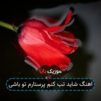 اهنگ شاید تب کنم پرستارم تو باشی اهنگ شاید تب کنم پرستارم تو باشی