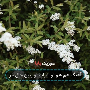 آهنگ هم هم تو شراب تو ببین حال مرا آهنگ هم هم تو شراب تو ببین حال مرا