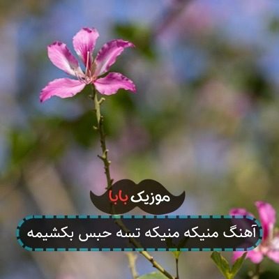 آهنگ منیکه منیکه تسه حبس بکشیمه آهنگ منیکه منیکه تسه حبس بکشیمه