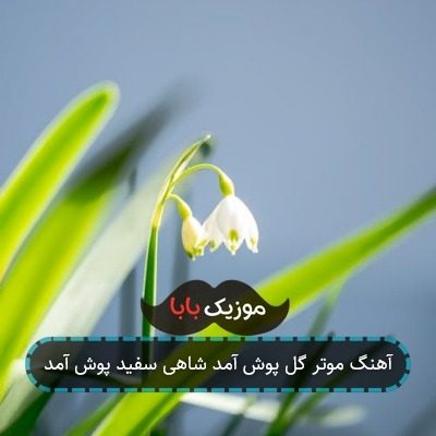 آهنگ موتر گل پوش آمد چای سفید پوش آمد