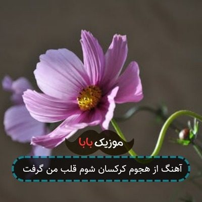 آهنگ از هجوم کرکسان شوم قلب من گرفت آهنگ از هجوم کرکسان شوم قلب من گرفت