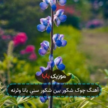 آهنگ چوک شکور بین شکور سنی بانا وئرنه آهنگ چوک شکور بین شکور سنی بانا وئرنه