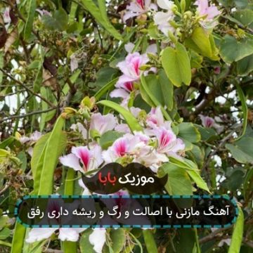 آهنگ مازنی با اصالت و رگ و ریشه داری رفق