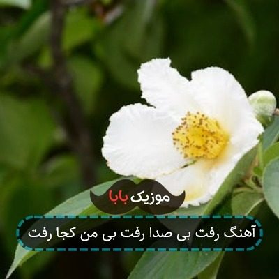آهنگ رفت بی صدا رفت بی من کجا رفت آهنگ رفت بی صدا رفت بی من کجا رفت