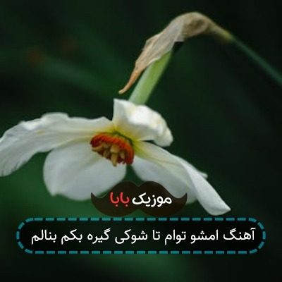 آهنگ امشو توام تا شوکی گیره بکم بنالم